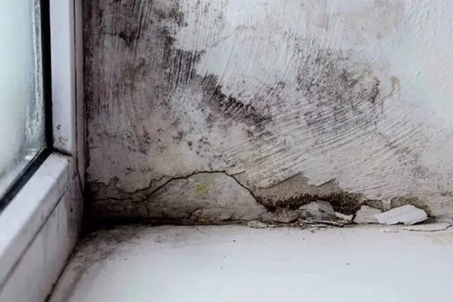 Difference Between Damp and Mould